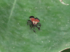 Net-winged Beetle (Lycidae gen.)