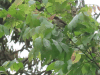 Slender-billed Greenbul (Stelgidillas gracilirostris)