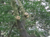 Navel Fruit (Omphalocarpum procerum)