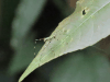 Katydid (Tettigoniidae gen.)