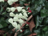 Bleeding Glory Bower (Clerodendrum thomsoniae)