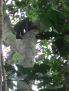 Baby Gorilla Climbing Tree