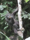 Gorillas Eating Fruit Tree