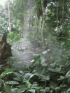 Communal Spider Web Hundreds