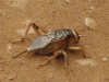 Giant Burrowing Cricket (Brachytrupes sp.)