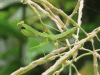 Polyspilota (Polyspilota sp.)