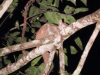 Southern Needle-clawed Bushbaby (Euoticus elegantulus)