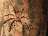 Huntsman Spider (Barylestis sp.)