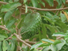 Soursop (Annona muricata)