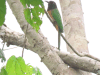 Black-headed Bee-eater (Merops breweri)
