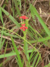 Red Witchweed (Striga asiatica)