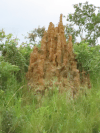Large Termite Mound About