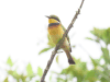 Blue-breasted Bee-eater (Merops variegatus)