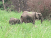 African Forest Elephant (Loxodonta cyclotis)