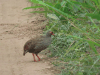 Cranch's Red-necked Francolin (Pternistis afer cranchii)