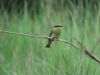 Blue-breasted Bee-eater (Merops variegatus)