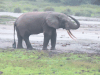 African Forest Elephant (Loxodonta cyclotis)