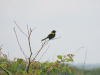 Yellow-mantled Widowbird (Euplectes macroura)