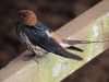 Lesser Striped Swallow (Cecropis abyssinica)