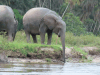African Forest Elephant Drinking