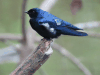 White-throated Blue Swallow (Hirundo nigrita)