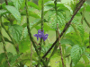 Blue Porterweed (Stachytarpheta jamaicensis)
