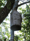 Wasp Nest Tree