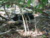 Baird's Tapir (Tapirus bairdii)