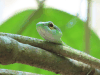Parrot Snake (Leptophis ahaetulla)