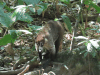 White-nosed Coati (Nasua narica)