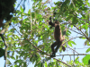 Central American Spider Monkey (Ateles geoffroyi)