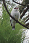 Masked Tityra (Tityra semifasciata)