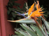 Bird-of-Paradise Flower (Strelitzia reginae)