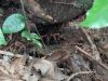 Costa Rican Red-legged Tarantula (Megaphobema mesomelas)