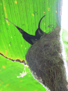 Green Hermit (Phaethornis guy)