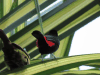 Scarlet-rumped Tanager (Ramphocelus passerinii)