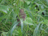 Variable Seedeater (Sporophila corvina)
