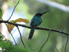 Rufous-tailed Jacamar (Galbula ruficauda)