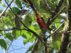 Scarlet Tanager (Piranga olivacea)