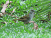 Black-striped Sparrow (Arremonops conirostris)