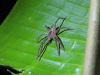 Banana Spider (Cupiennius sp.)