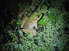 Vaillant's Frog (Lithobates vaillanti)
