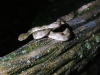 Northern Cat-eyed Snake (Leptodeira septentrionalis)