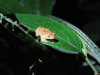 Yellow Tree Frog (Dendropsophus microcephalus)