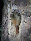 Olivaceous Woodcreeper (Sittasomus griseicapillus)