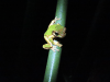 Masked Tree Frog (Smilisca phaeota)