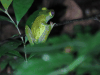 Canal Zone Tree Frog (Boana rufitela)