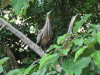 Bare-throated Tiger Heron (Tigrisoma mexicanum)