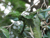 Green Basilisk (Basiliscus plumifrons)