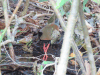 Russet-naped Wood Rail (Aramides albiventris)